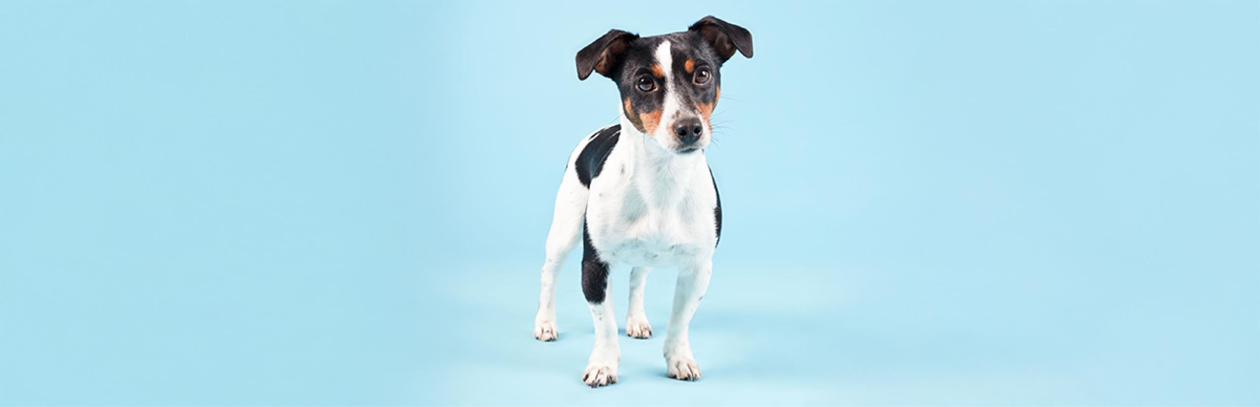  datos curiosos sobre los cachorros